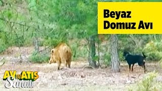 Beyaz Domuz Avı Av ve Atış Sanatı  Yaban Tv Hunting and Shooting White Wild Boar Hunt Turkey [upl. by Alberta]