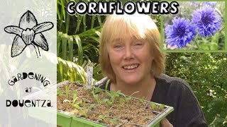 How to Sow Cornflowers in Autumn for Bigger Earlier Flowering Plants  Quick amp Easy Guide [upl. by Oel912]