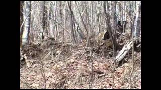 2005 male ruffed grouse trying to impress a female [upl. by Aeslehs]