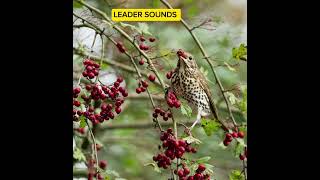 song thrush turdus تغريد صوت السمن [upl. by Solakcin377]