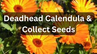 How To Deadhead amp Collect Seeds From Calendula  Pot Marigold [upl. by Saraann]