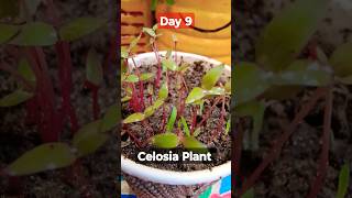 Grow Celosia From Seeds  How to sow celosia  सेलोसिआ को बीज से लगाए  Celosia Seeds Germination [upl. by Alleb]