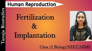 Human Reproduction  Fertilization and Implantation  Blastomeres amp Morula  Class 12 BiologyNEET [upl. by Skurnik]