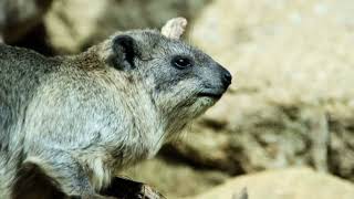 Facts About Hyraxes [upl. by Selim284]