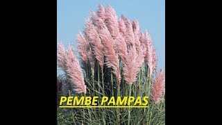 Pampas Cortaderia selloana tohumları nasıl çimlendirilir  1 [upl. by Oys]