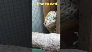 Tokay Gecko Sound And Feeding The Gecko phucsanimalhouse tokaygecko animalsounds [upl. by Airalednac]