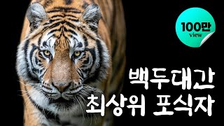 백두대간 최상위 포식자 이야기  YTN 사이언스 [upl. by Nefen837]