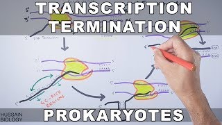 Transcription Termination in Prokaryotes [upl. by Genet]