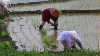 Rainy Day Terasaka Rice Terraces Japan 埼玉県横瀬町 寺坂棚田 [upl. by Grady588]