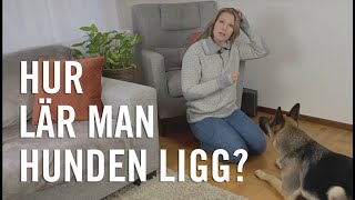 Hur lär man hunden ligg [upl. by Ardnal184]