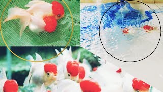 Red cap  Gold fish breeding process A to Z কেন মেল এর পরিমান বেশি দিতে হয় গোল্ডফিশের ব্রিডিং এ [upl. by Ahsatin]