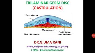 GASTRULATION PROCESS TRILAMINAR GERM DISC [upl. by Elinad984]