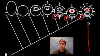 Cladograms [upl. by Ailed]