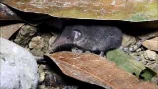 Lesser White toothed Shrew Crocidura suaveolens cypria  Κυπριακή Μυγαλή  Cyprus [upl. by Ajup]