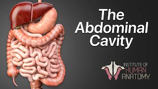 Anatomy Masterclass The Abdominal Cavity [upl. by Weksler]