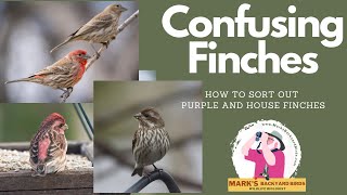 Distinguishing Purple Finches From House Finches A Handy Guide [upl. by Arlina]