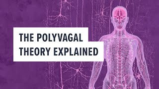 The Polyvagal Theory Explained nervoussystem traumahealing [upl. by Medeah540]