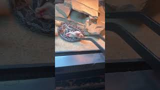 Feeding Bitis Cornuta Viper reptiles snake viper pets [upl. by Netsrejk]