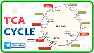 099Overview of TCA amp Transition Step [upl. by Sacul989]