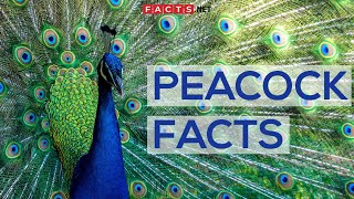 Interesting Facts About Peacocks And Peahens Or The Peafowls [upl. by Jamilla]