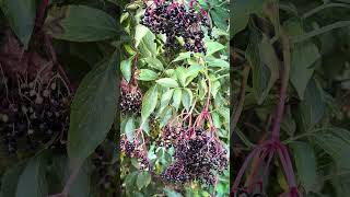 Black Elderberry wildfruit nature beautyofnature elderberry relaxingmusic NatureampLife [upl. by Eyma799]