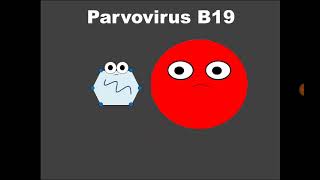 11 Parvovirus B19 [upl. by Oirevas]