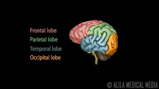 Neuroscience Basics Human Brain Anatomy and Lateralization of Brain Function 3D Animation [upl. by Winnah]