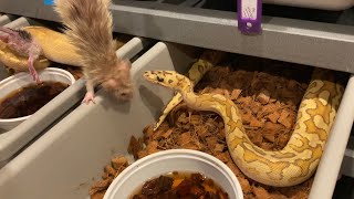 25 insane ball pythons eating live rats [upl. by Ayhtnic]