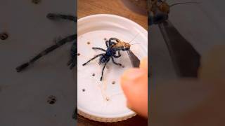 Feeding baby tarantulas Caribena versicolor [upl. by Kreiner86]