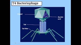 THE FASCINATING VIRUS  INTERESTING WORLD OF BACTERIOPHAGE  PHAGE  VIRUS  LYTIC CYCLE  LYSOGENIC [upl. by Rabelais]