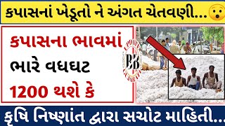 કપાસના ભાવમા મોટી વધઘટ kapas na bhavCommodity Trend  information about coton crop prize [upl. by Yort]