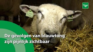 De gevolgen van blauwtong zijn pijnlijk zichtbaar [upl. by Anna]