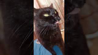 Delicious crunch cat catvideos catshorts crunchy crunch crunchycat [upl. by Hgielac]