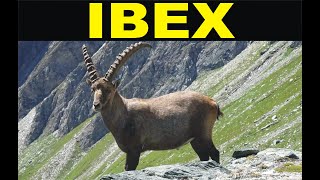 Ibex [upl. by Armelda812]