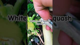 White long squash harvest gardening harvest squash gardenharvest [upl. by Lainad436]