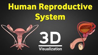 Human reproduction 3d human reproductive system 3d male amp female reproductive system NEET 2024 [upl. by Elyrad242]