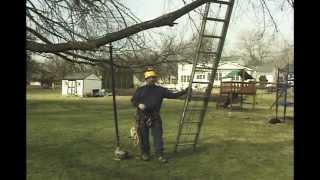 using ladders for tree work [upl. by Allbee]