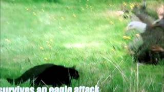 Cat attacked Eagle [upl. by Unhsiv]