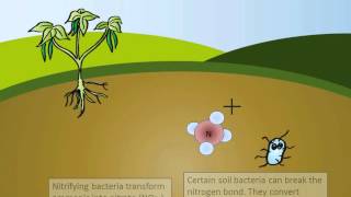 The Nitrogen Cycle [upl. by Riedel]