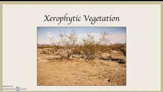 Xerophytic Vegetation [upl. by Ahtoelc]