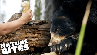 Keepers Use HONEY To Tempt Breeding Bears  The Secret Life of the Zoo  Nature Bites [upl. by Elleuqram]