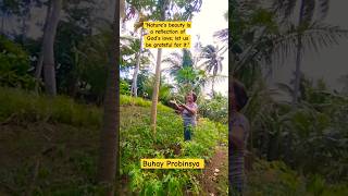 Pasasalamat sa Likha ng Diyos buhayprobinsya tomatofarming youtubeshorts shortvideo gardening [upl. by Korenblat376]