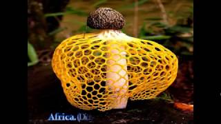 TOP 10 MOST AMAZING BEAUTIFUL MUSHROOMS [upl. by Livvi253]