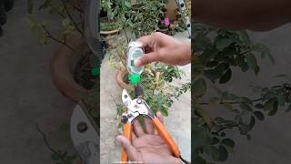 Before Winter Rose Plant Care Tips [upl. by Anirbys]