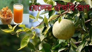 Health Benefits of Bael Fruit  Bangla Health Tips 💚 Ajvideosind [upl. by Andre]