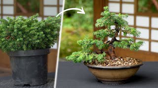 Bonsai Basics  Watering your Bonsai Tree [upl. by Rechaba]