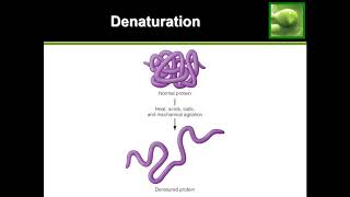 Protein Denaturation  Quick Explanation [upl. by Obelia]