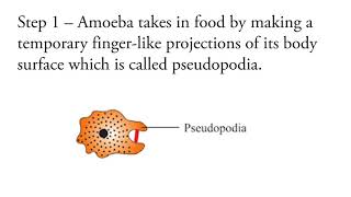 Amoeba Nutrition Process class 10 Ncert [upl. by Llemert]