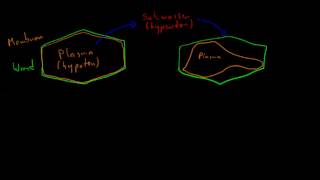 Membranen und Phänomene 08  Plasmolyse [upl. by Wrigley]