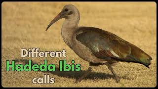 Different HADEDA IBIS calls [upl. by Hteb360]